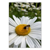 bee and daisy (Front)