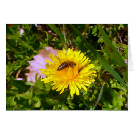 Bee and dandelion cards