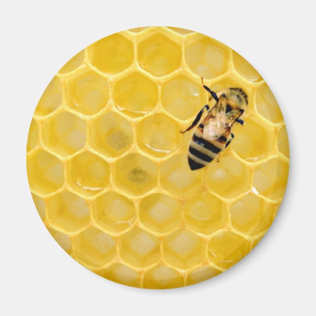 bee and honeycomb magnet (Front)
