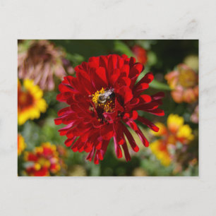 Bee and Red Zinnia postcard