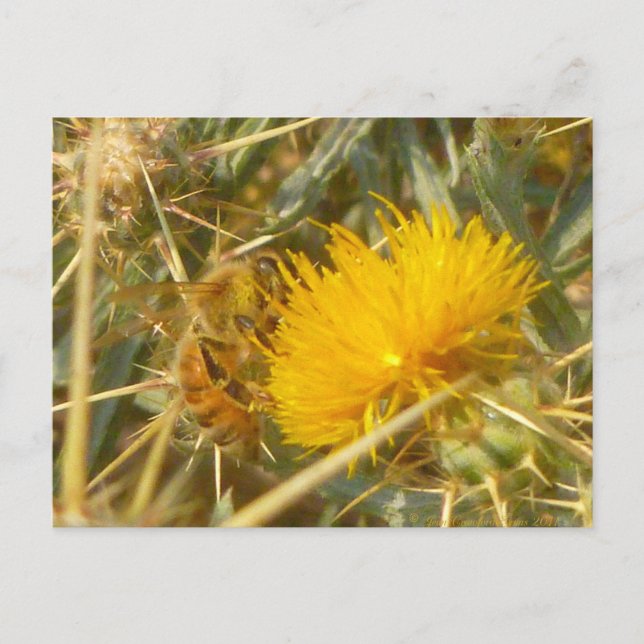 Bee and Star Thistle (Centaurea solstitialis) Postcard (Front)