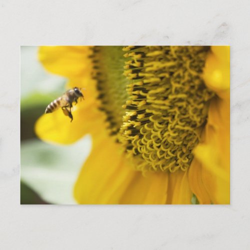Bee and Sunflower Post Card