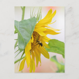 Bee And Sunflower Postcard