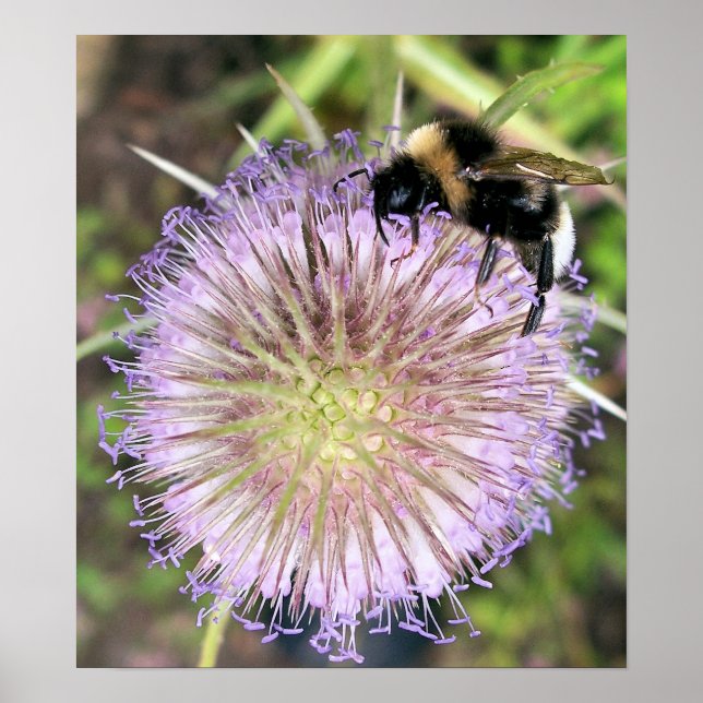 BEE AND TEASEL FLOWER POSTER (Front)