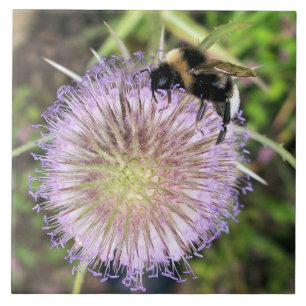 BEE AND THE TEASEL FLOWER CERAMIC TILE