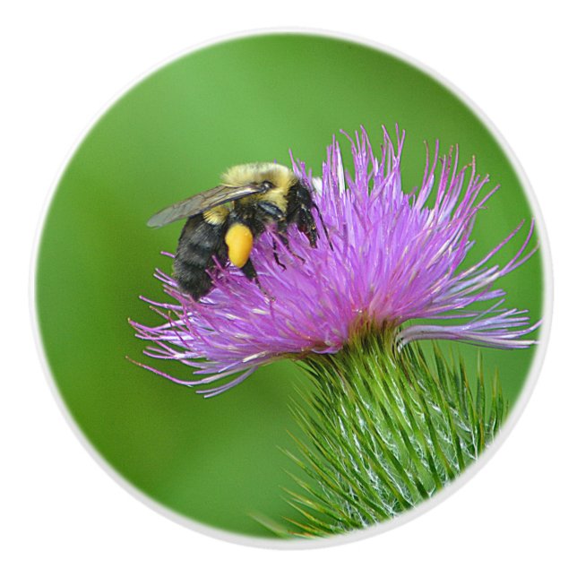 Bee and Thistle Ceramic Knob (Front)