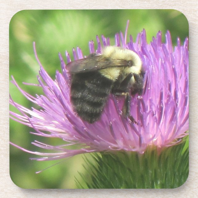 Bee and Thistle Coaster (Front)