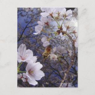 Bee approaching Cherry blossoms, view from below Postcard