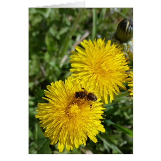 bee at work cards (Front)