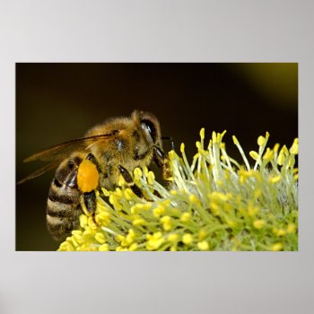 Bee At Work Poster by Amazing_Posters at Zazzle
