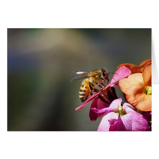 Bee-atiful Bee! Cards (Front Horizontal)