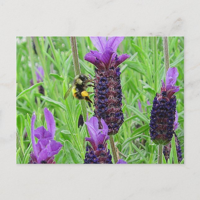 Bee Aware Postcard (Front)