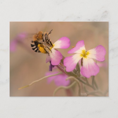 Bee baby shower holiday postcard