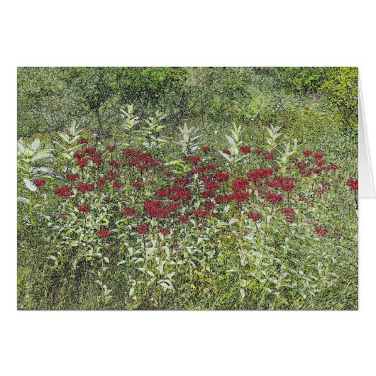 Bee Balm (Bergamont) in August Cards (Front Horizontal)