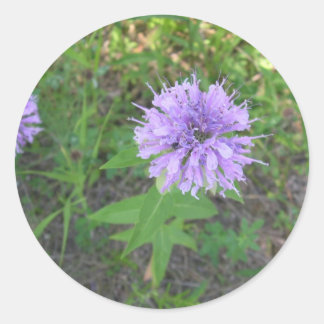 Bee-balm Classic Round Sticker