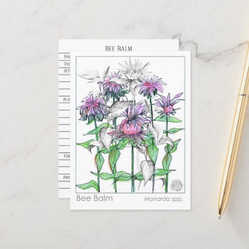 Bee Balm Materia Medica Herbal Study Cards