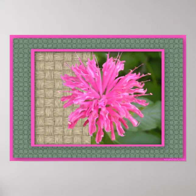 Bee Balm Poster | Zazzle