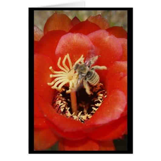 Bee breakfast cards (Front)