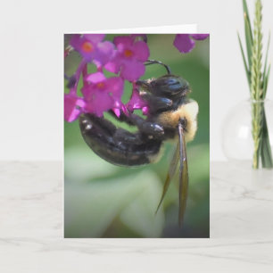 Bee, card