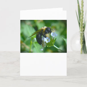 Bee, card