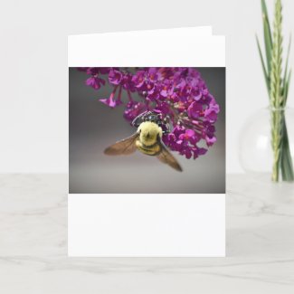 Bee, card