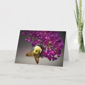 Bee, card