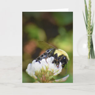 Bee, card