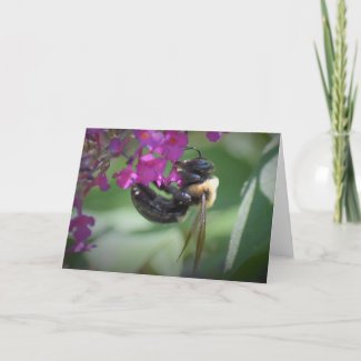Bee, card