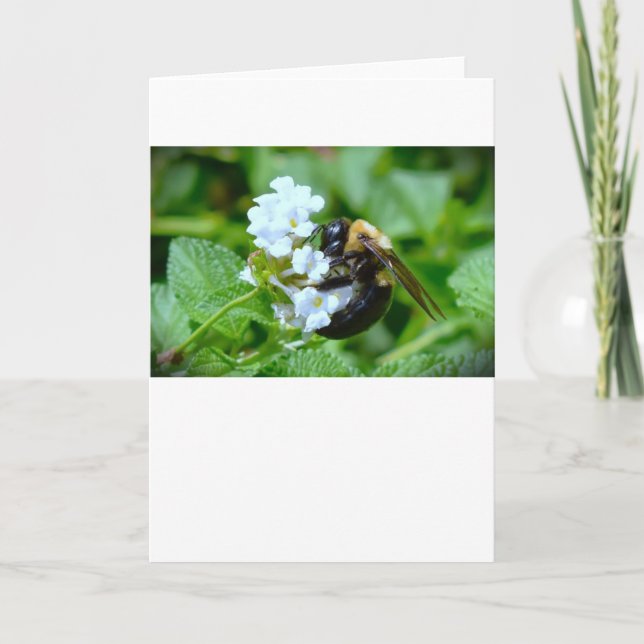 Bee, card (Front)