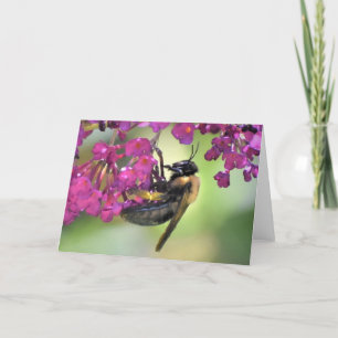 Bee, card
