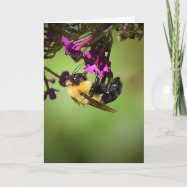 Bee, card (Front)