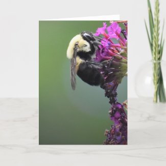 Bee, card