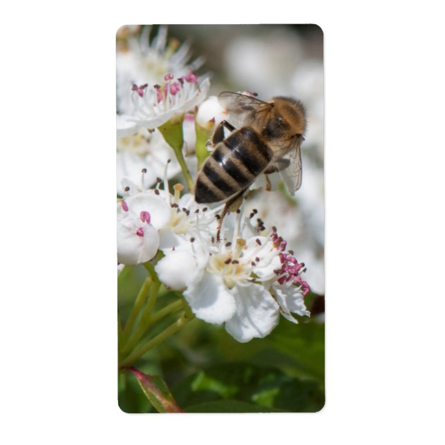 Bee collects pollen label (Front)