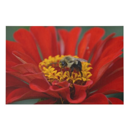 Bee Covered in Pollen on Red Zinnia Canvas Print
