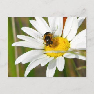 Bee & Daisy Postcard