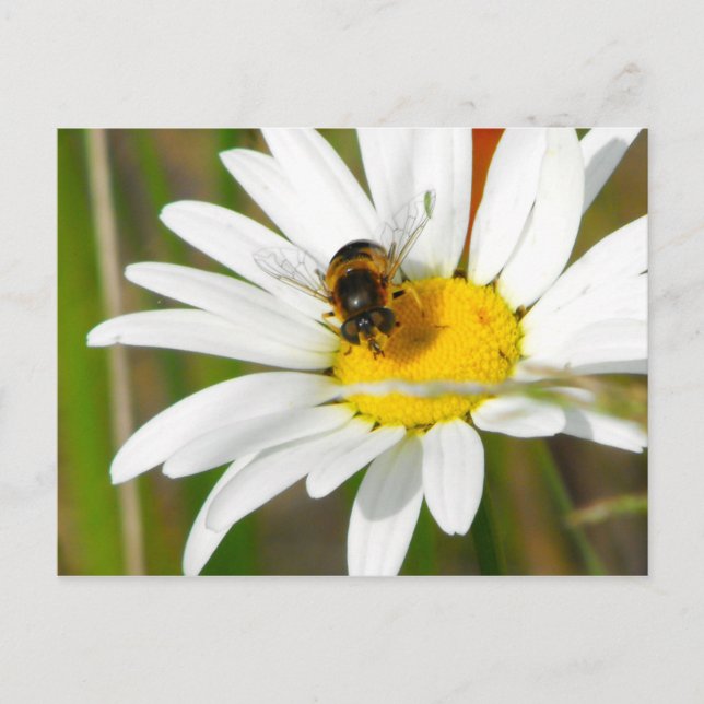 Bee & Daisy Postcard (Front)
