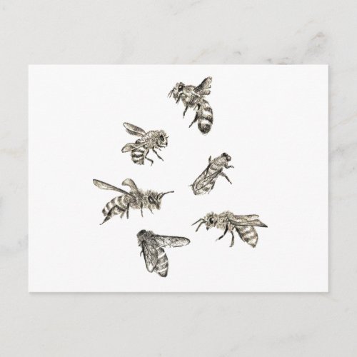 Bee Drawing Postcard