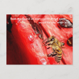 Bee fact Postcard / Bee on a watermelon