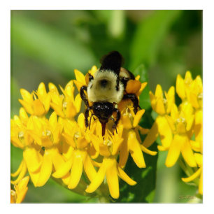 Bee Feasting on Butterfly Weed Wildflowers Acrylic Print