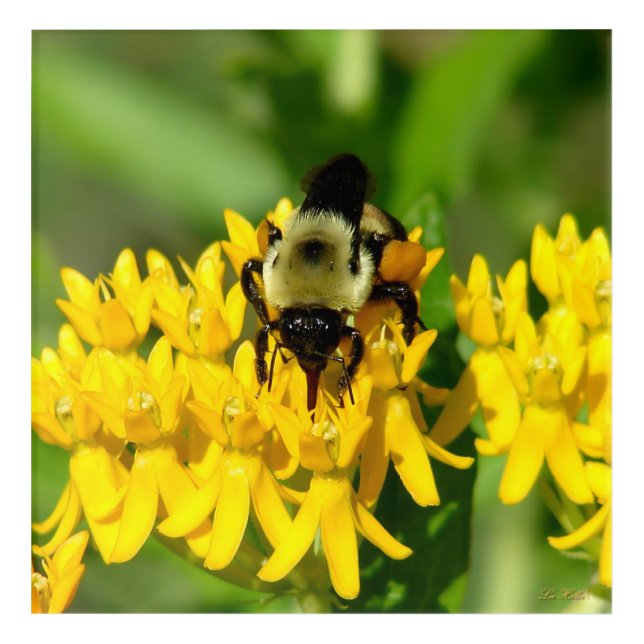 Bee Feasting on Butterfly Weed Wildflowers Acrylic Print (Front)
