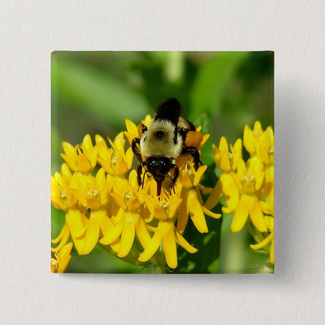 Bee Feasting on Butterfly Weed Wildflowers Button (Front)