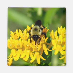 Bee Feasting on Butterfly Weed Wildflowers Magnet
