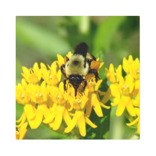 Bee Feasting on Butterfly Weed Wildflowers Metal Print