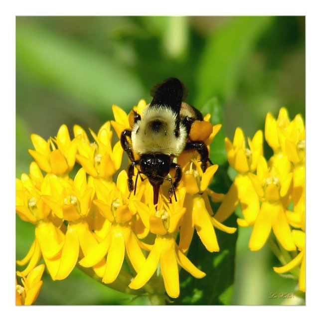 Bee Feasting on Butterfly Weed Wildflowers Photo Print (Front)