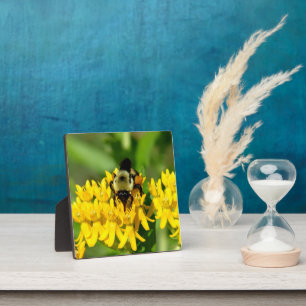 Bee Feasting on Butterfly Weed Wildflowers Plaque
