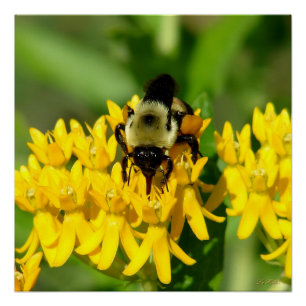 Bee Feasting on Butterfly Weed Wildflowers Poster