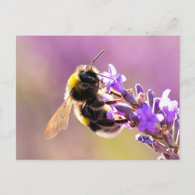 Bee Flower Beautiful Nature Scenery Postcard (Front)