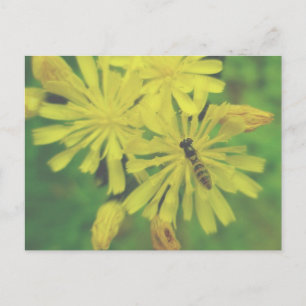 Bee Fly on Hawkweed Postcard