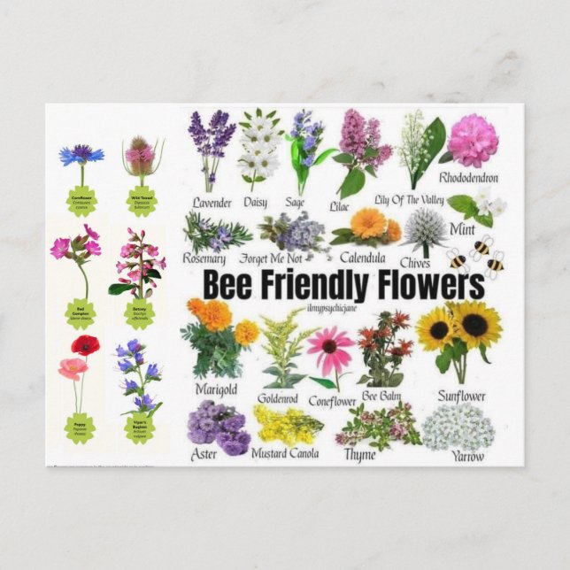 Bee-Friendly Flowers Postcard (Front)