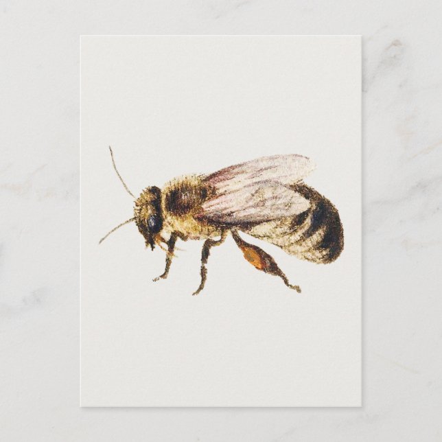 Bee from Sheet of Studies of Nine Insects  Postcard (Front)